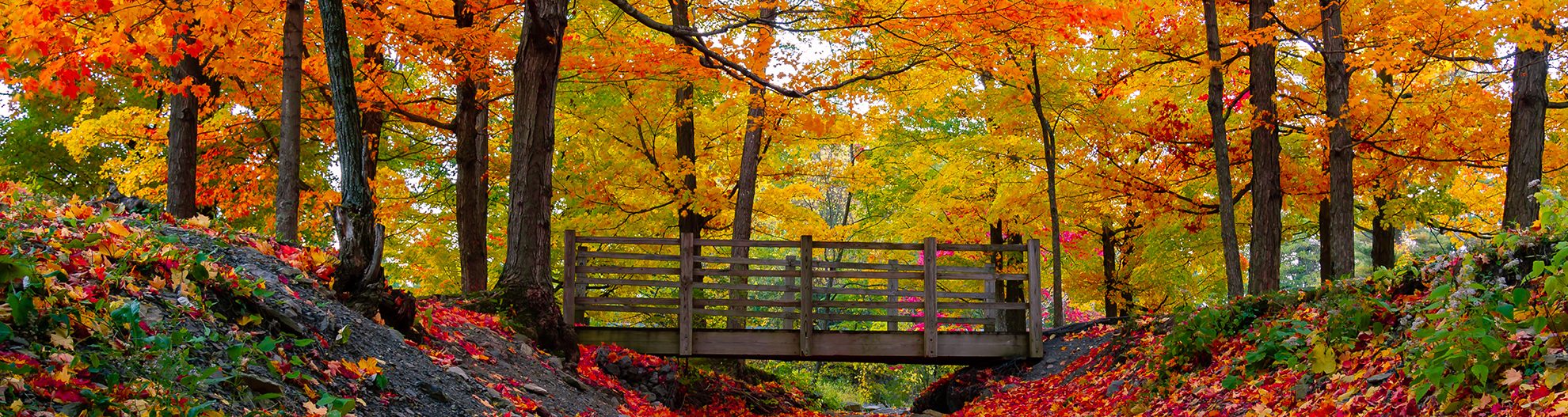 Fall Trees Surrounding Wooden Bridge